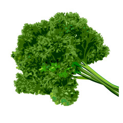 Bunch of parsley 