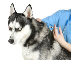 Veterinarian vaccinating husky dog on white background
