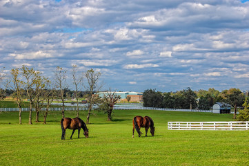 Horse grazing at the Kentucky Horse Park