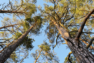 Forest canopy view from below. Crowns of Scots or Scotch pine Pinus sylvestris trees growing in evergreen coniferous wood. Pomerania, Baltic coast, Poland.