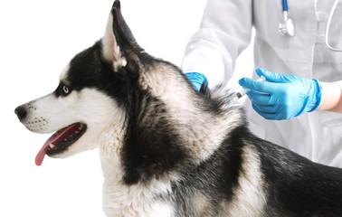 Veterinarian vaccinating husky dog on white background