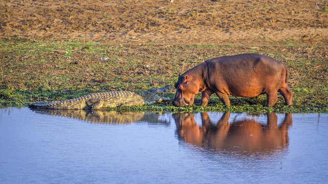 Hippopotamus and Nil crocodile in Kruger National park, South Africa