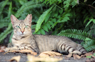 リラックスしている猫