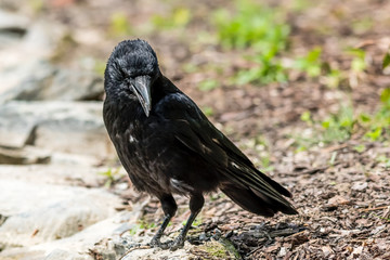 Ein Rabenvogel (Corvus)