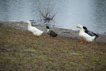 Fototapeta premium Ducks by a pond