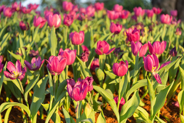 Tulips garden with evening sun.