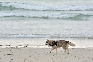Beau chien de race Husky sur une plage