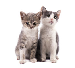 Fototapeta na wymiar Two cute grey kittens isolated on white background