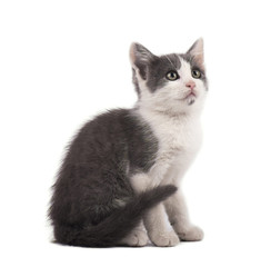 Beautiful small gray kitten isolated on white background