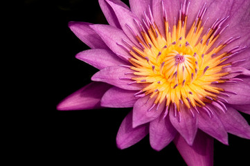 Pink Water Lily, Pink Lotus, macro shot