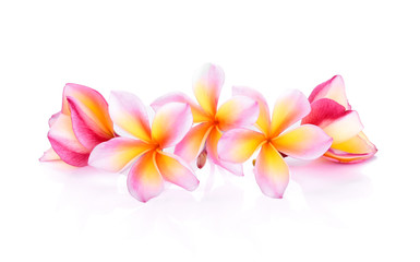frangipani (plumeria) isolated on white background