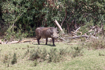 Warthog