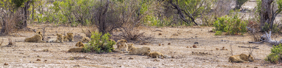 African lion in Kruger National park, South Africa