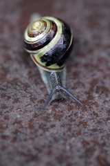 piękny ślimak © agarianna