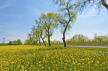 Rape field in the surrounding countryside of Berlin