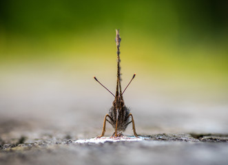 Brown butterfly with folded wings, protruding proboscis, on the road. Macro, close-up.