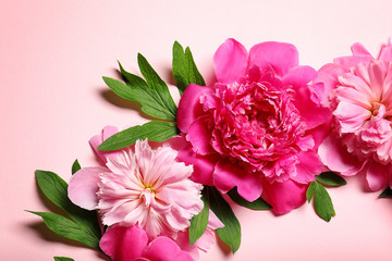 Beautiful pink peonies on light color background