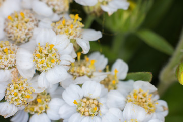 White meadow flower closeup.