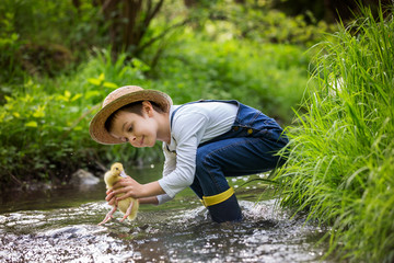 Sweet child, playing on little river with ducklings