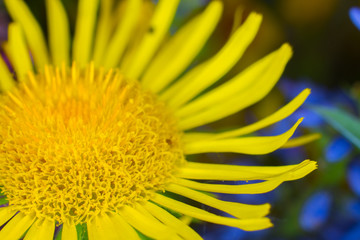 Yellow meadow flower closeup.
