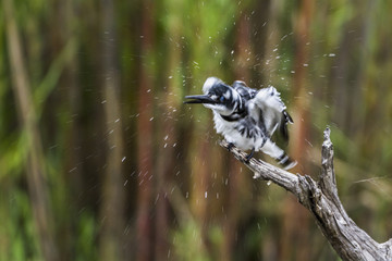Pied kingfisher in Kruger National park, South Africa