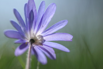 Spring flower 1