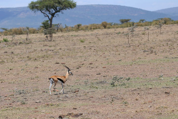 Thomson's Gazelle