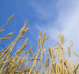 Fototapeta premium Spikelets of wheat against the blue sky. Mature wheat.