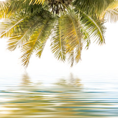  reflets de palmes de cocotier 