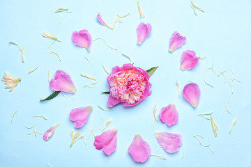 Composition with beautiful peony flower and petals on color background
