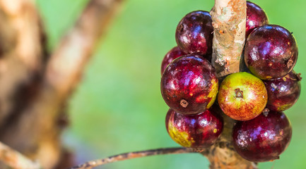 Jabuticaba.