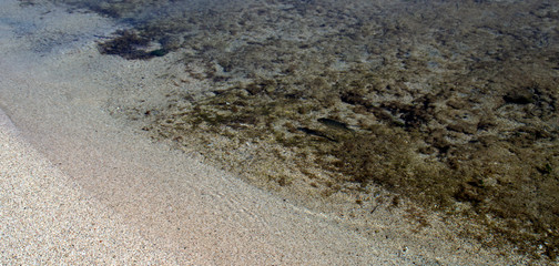 Fisch