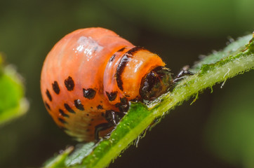 Red larva of the Colorado potato beetle eats potato leaves