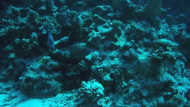 Two Scrawled Filefish next to the reef - Abu Dabbab, Marsa Alam, Red Sea, Egypt, Africa

