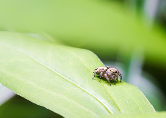 a macro photo of a little spider jumper is sitting on a green leaf