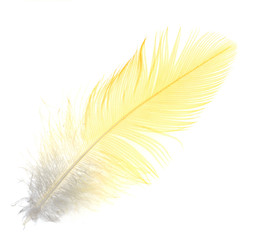 Yellow feather on a white background