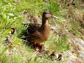 famille canards