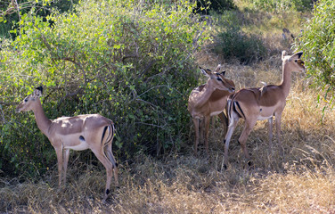 Antelope in the bush on the savanna in Tsavo West National Park in Kenya