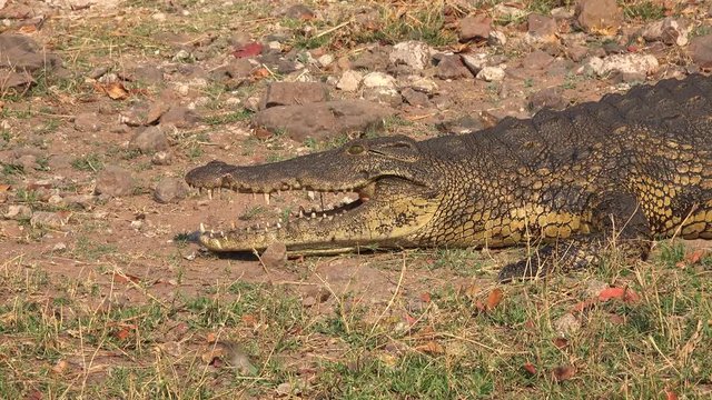 Wild Crocodile in the Chobe National Park (Botswana) as 4K UHD footage