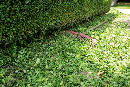 Leaves Of A Buxus Hedge After Trimming