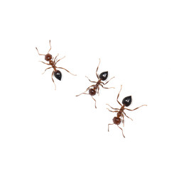 Ants on white background