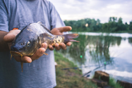 The fisherman is holding a catch - a large carp.