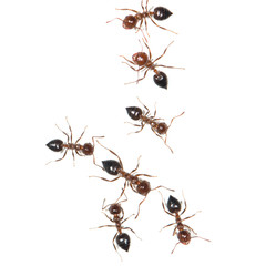 Ants on white background