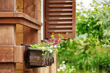 Flowers growing outside in a pot on a background of a wooden house with shutters.