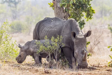 Papier Peint photo Lavable Rhinocéros Rhinocéros blanc du sud dans le parc national Kruger, Afrique du Sud