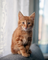 Portrait of  ginger small cute kitten.