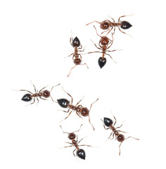 Ants on white background