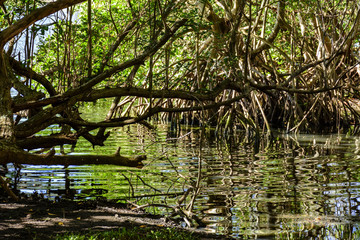 Traditional and dense tropical mangrove vegetation with its roots, branches and leaves