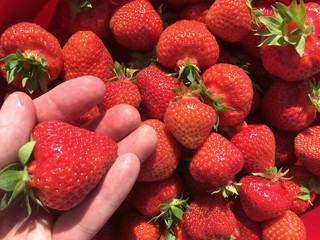 reife Erdbeeren in einer Hand