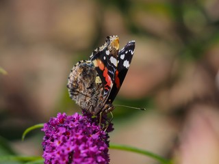Tortoishell Butterfly 